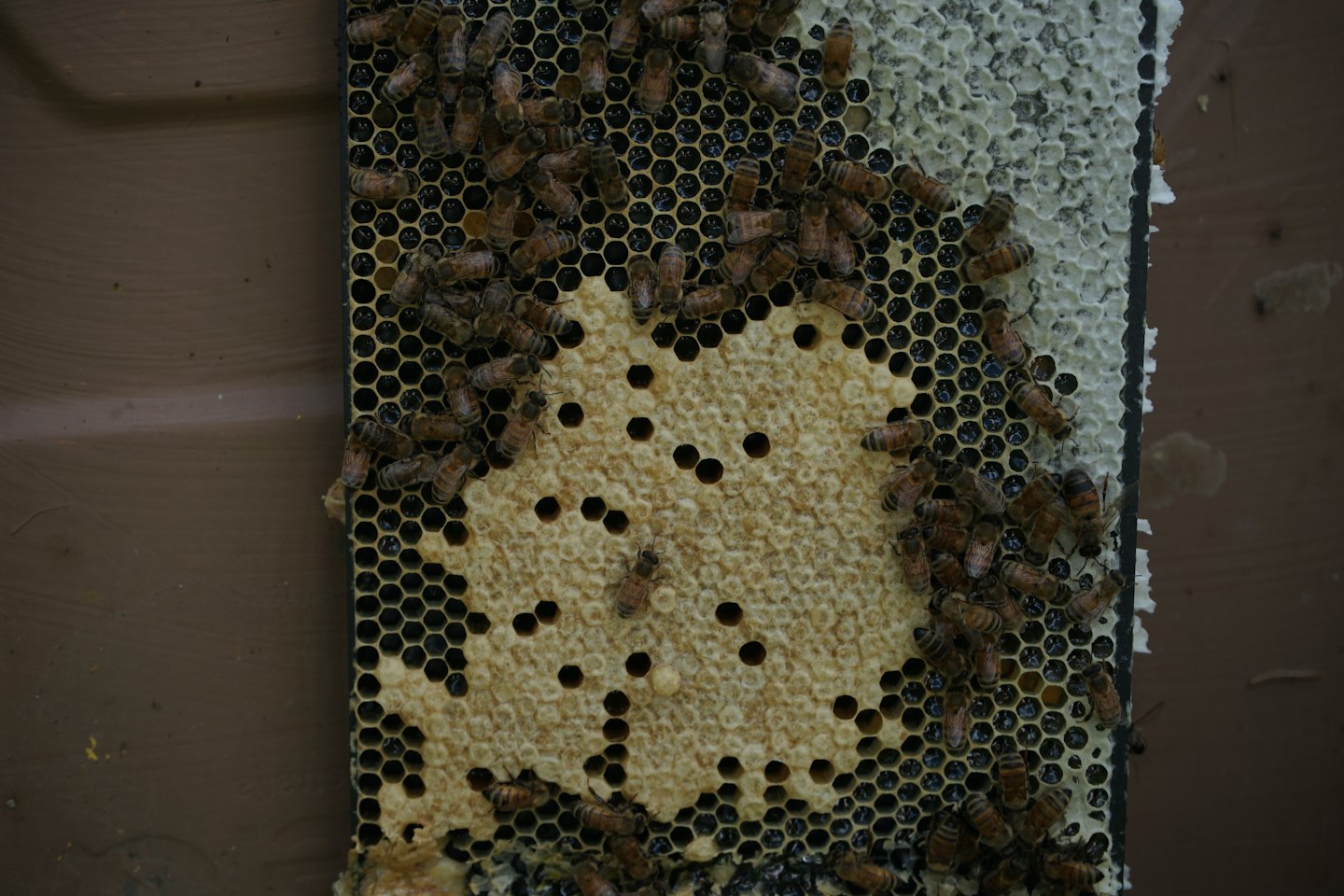 Honigbienen krabbeln über einen Wabenrahmen mit Wachszellen.