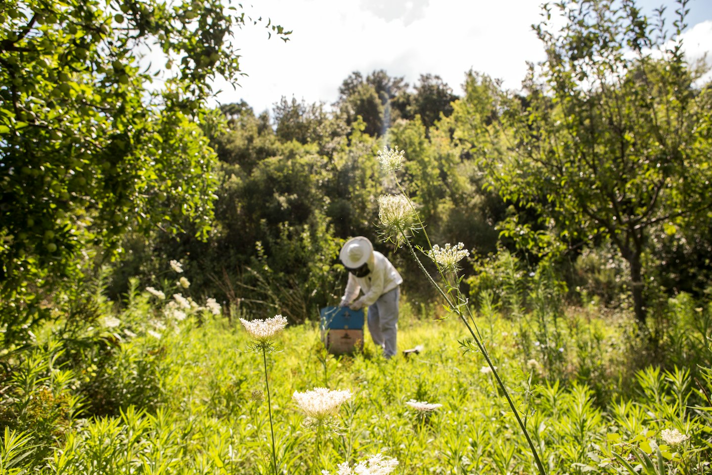Imker in Schutzkleidung arbeitet mit einem Bienenstock auf einer Wiese.